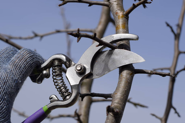 Pruning pear branches pruners. - Photo, image