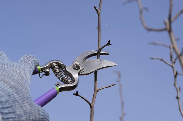 Pruning pear branches pruners. - Foto, Imagen