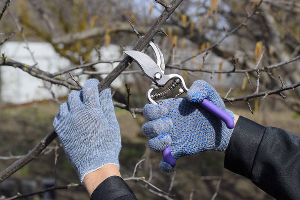 Pruning prunus pruning shears. Trimming tree with a cutter. Spring pruning of fruit trees. - Fotoğraf, Görsel