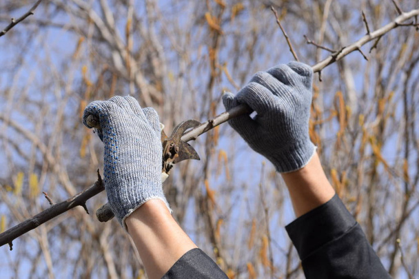 Pruning prunus pruning shears. Trimming tree with a cutter. Spring pruning of fruit trees. - Valokuva, kuva