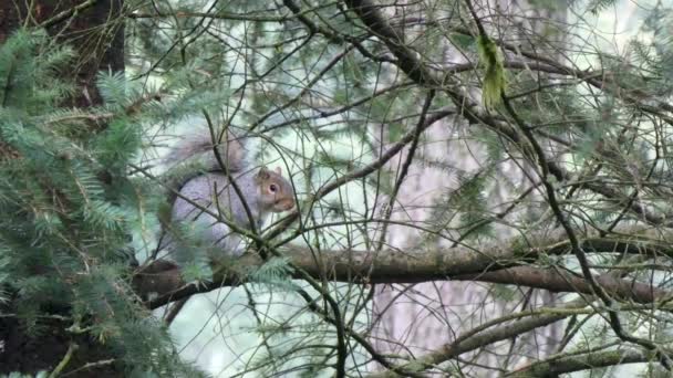 σκίουρος κάθεται στο υποκατάστημα, υποκαταστήματα πράσινο δάσος γύρω από το - Πλάνα, βίντεο
