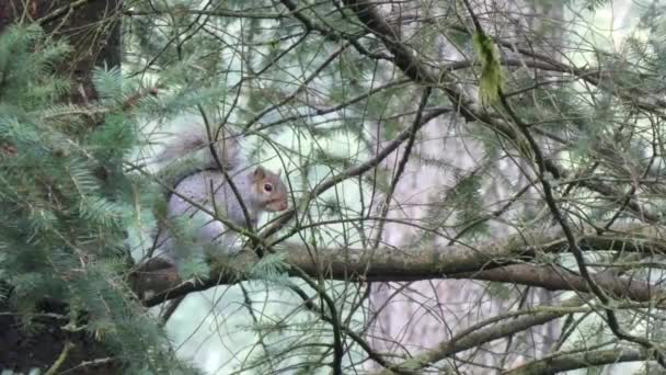 large gray squirrel scratching himself on branch - Footage, Video