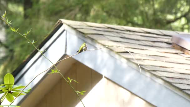 maison avec toit se trouve derrière petit colibri sur la branche
 - Séquence, vidéo