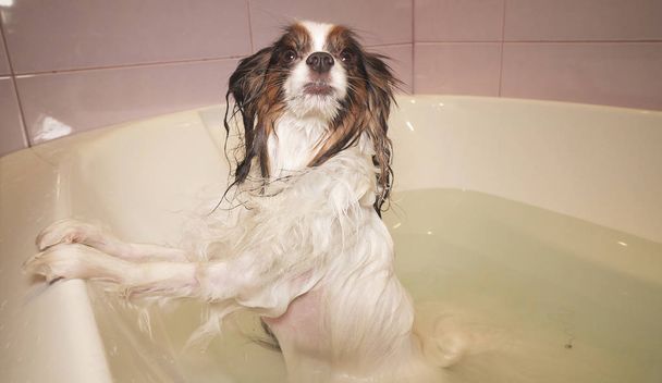 Υγρή σκυλί Papillon στέκεται στο μπάνιο - Φωτογραφία, εικόνα