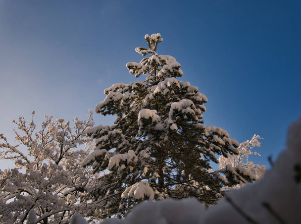 Lumen peittämä puu aamulla auringonpaisteessa.
 - Valokuva, kuva