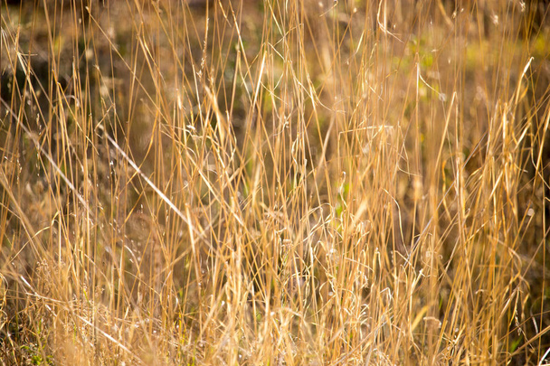 dry grass in the autumn on the nature - Фото, изображение