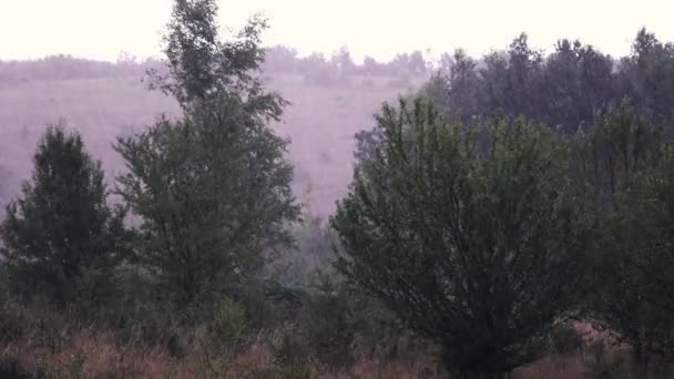 Rainfall on the tress - Кадры, видео