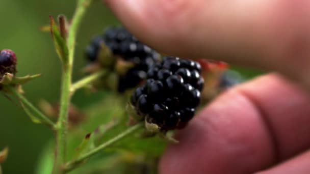 Picking wild ripe blackberry - Video, Çekim