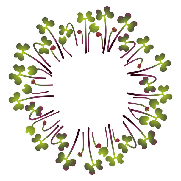 Microgreens Red Cabbage. Arreglado en círculo. Fondo blanco
 - Vector, Imagen