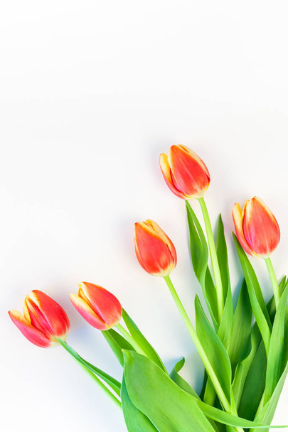 Red tulips flowers on white background - Fotoğraf, Görsel