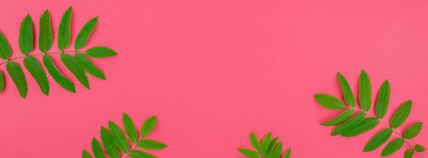 Зелене листя дерева суниці на яскраво-рожевому фоні
 - Фото, зображення