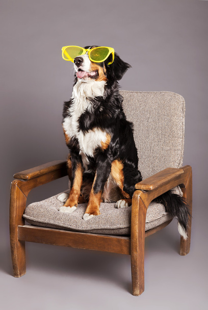 Bernard Sennenhund with Funky Glasses at Studio - Foto, Bild