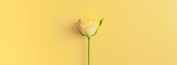 Composição de rosas amarelas frescas
 - Foto, Imagem