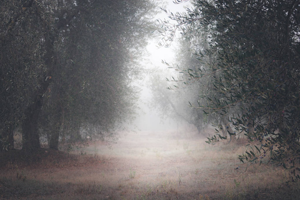 ország út fut keresztül a lombhullató erdőkben, a ködös reggel. - Fotó, kép