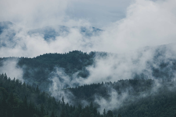 Paisagem nebulosa de montanha e floresta. Verão nebuloso e manhã nublado
 - Foto, Imagem