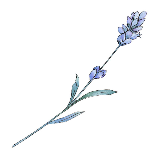 Violet lavender floral botanical flower. Watercolor background illustration set. Isolated lavender illustration element. - Photo, image