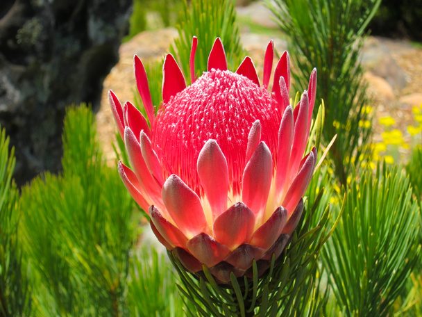 Protea aristata - Foto, Imagem