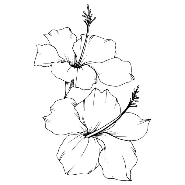 Vector Hibiscus flor botánica floral. Tinta grabada en blanco y negro. Elemento de ilustración de hibisco aislado
. - Vector, imagen