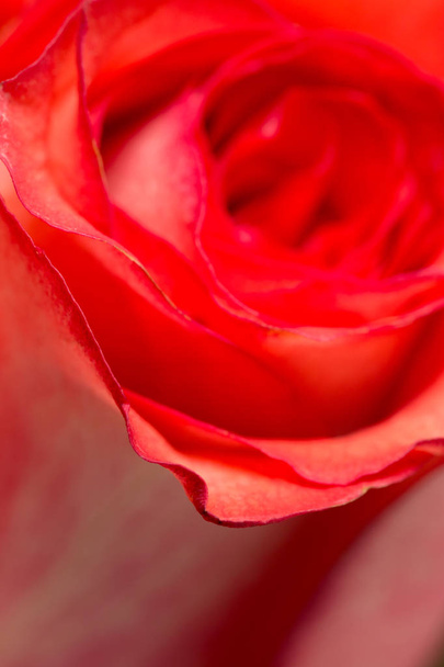 red rose petals as a background. macro - Фото, зображення