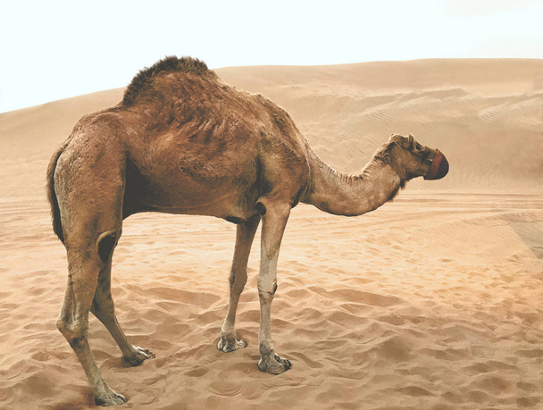Верблюд у пустелі
. - Фото, зображення