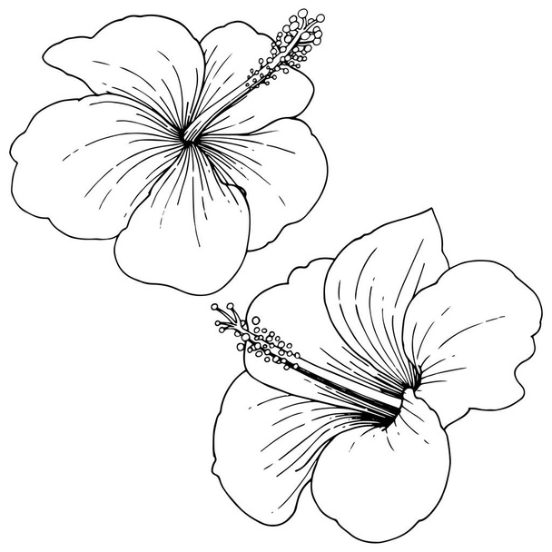 Vector Hibiscus floral tropical flowers. Black and white engraved ink art. Isolated hibiscus illustration element. - Vector, Image