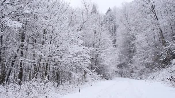 Estrada na floresta coberta de neve. tiro gimbal suave da câmera se movendo para a frente
. - Filmagem, Vídeo
