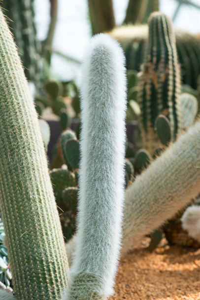 Close up view of green cacti growing in soil - Foto, Imagem