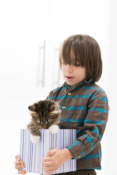 Kleine jongen spelen met zijn kat in kleine geschenkverpakking - Foto, afbeelding
