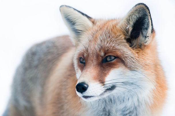 Red fox (lat. vulpes vulpes) - Foto, afbeelding