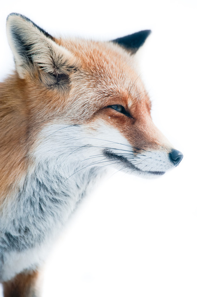 Червона лисиця (лат. вульфи вульфи
) - Фото, зображення