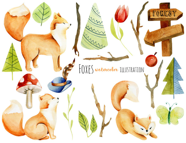 Collection of watercolor cute foxes, forest plants and elements, hand drawn isolated on a white background - Photo, Image