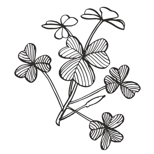 Clover set. Isolated wild plant and leaves on white background. Herbal engraved style illustration. Detailed botanical sketch. A set of clover leaves - four-leafed and trefoil. - Фото, изображение