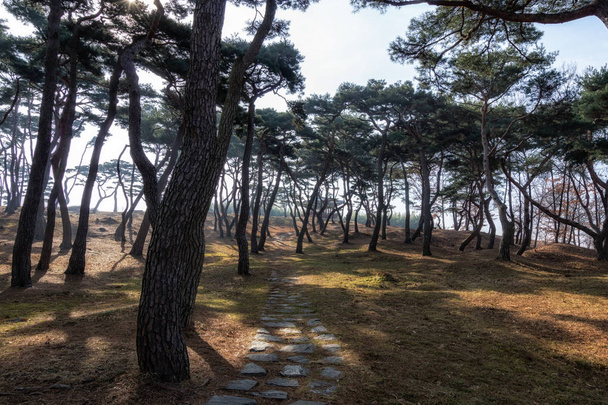 borového lesa v haemieupseong - Fotografie, Obrázek