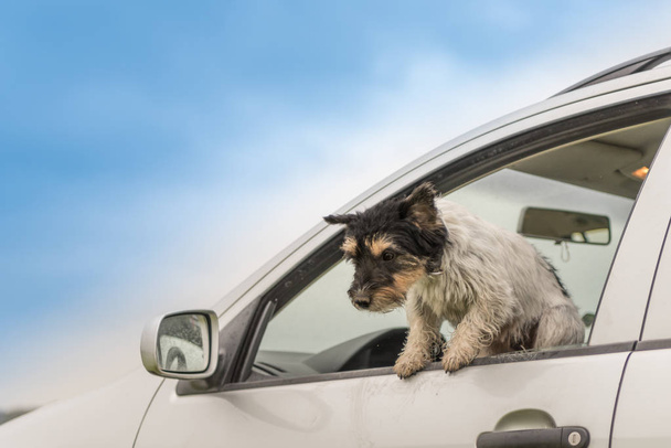 Small dog looks out of the car window - jack russell terrier 2 y - Photo, Image