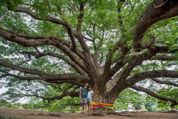 Husband and wife under the Thai Monkeypod Tree - Photo, Image