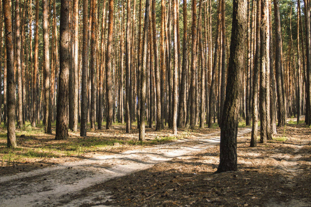 Camino forestal en un bosque de pinos al atardecer. Se puede utilizar como fondo de pantalla o fondo
 - Foto, imagen