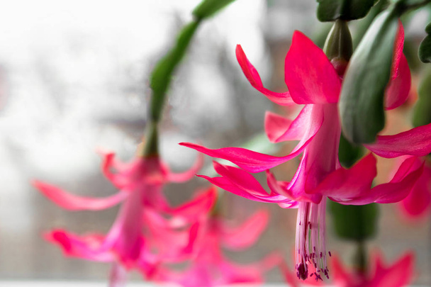 Christmas cactus flowers with green leaves, Schlumbergera, top view - Фото, изображение