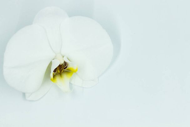 White orchid phalaenopsis on white background. Copy space - Foto, Imagem