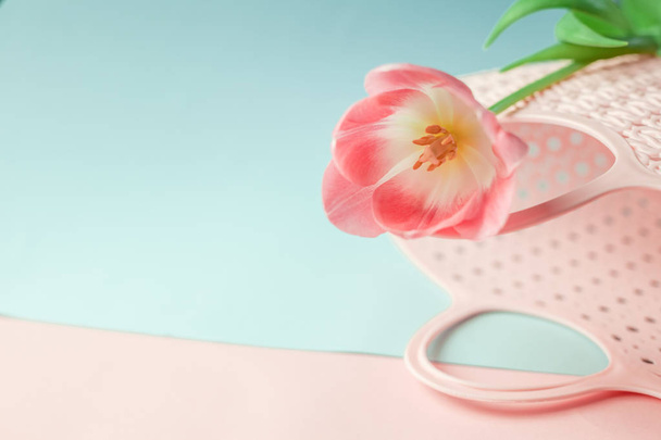 Beautiful pink tulip, on a colored background, with a pink bag, decoration in daylight - Photo, Image