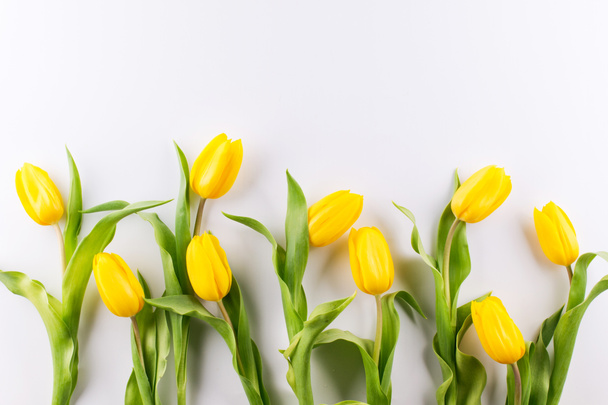 schöne gelbe Tulpen auf weißem Hintergrund plattiert in einer Reihe flache Lage, Draufsicht, Kopierraum - Foto, Bild