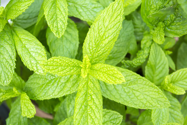Green fresh mint. Mint plant grow at vegetable garden - Photo, Image