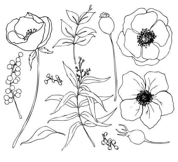 Vektorové kolekce ručně kreslené rostliny s eukalypty a Sasanka. Botanická sada náčrt květin a větve s listy eukalyptu izolovaných na bílém pozadí pro návrh, tisk nebo tkaniny. - Vektor, obrázek