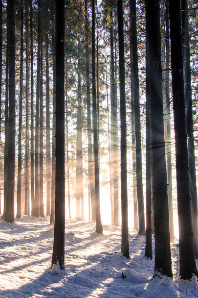 Kış ormanda Günbatımı: Güneş ışınları ve gölgeler, karla kaplı - Fotoğraf, Görsel