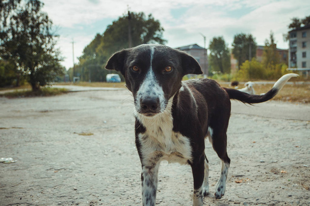 Homeless wild dog in old radioactive zone in Pripyat city - abandoned ghost town after nuclear disaster. Chernobyl exclusion zone. - Photo, Image