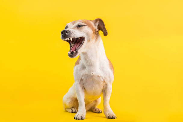 Cool dog with an open mouth screams turned away in disgust judging emotions. Yellow bright background - 写真・画像