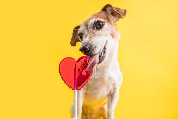Adorable dog enjoinh sweet candy. Heart shaped lollipop. Heartbreaker. LIcking sweets small pet. Yellow background - Fotó, kép