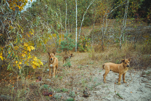 Pripyat filialı üzrə - nükleer felaket sonra terk edilmiş hayalet kasaba eski Radyoaktif bölge evsiz vahşi köpek. Chernobyl dışlama bölgesi. - Fotoğraf, Görsel