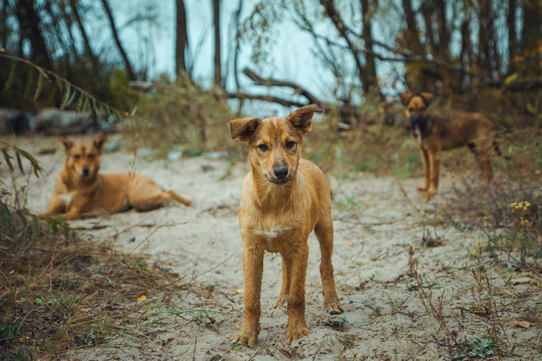 Dakloze wilde hond in oude radioactieve zone in Pripyat stad - verlaten spookstad na de kernramp. Chernobyl exclusieve zone. - Foto, afbeelding