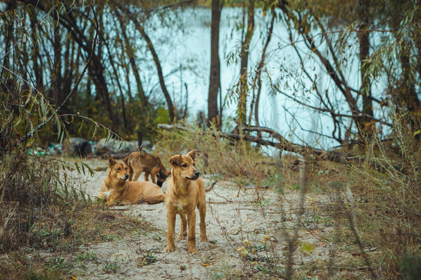 Cão selvagem sem-teto na antiga zona radioativa na cidade de Pripyat cidade fantasma abandonada após o desastre nuclear. Zona de exclusão de Chernobil
. - Foto, Imagem
