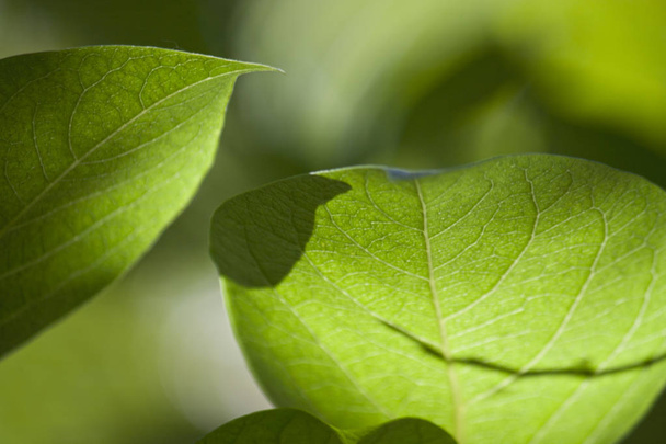 Makro zelené listy na slunci kontrast - Fotografie, Obrázek